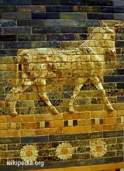 um detalhe do touro um detalhe do touro