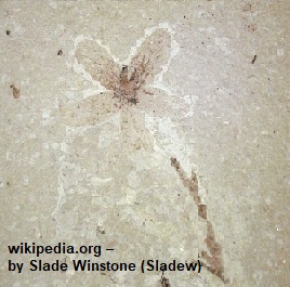 Flor – achado fóssil Flor – achado fóssil