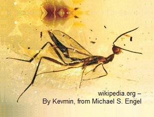 Fóssil de inseto em âmbar Fóssil de inseto em âmbar