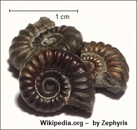 Fóssil de molusco do Período Cretáceo Fóssil de molusco do Período Cretáceo